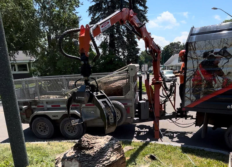 Ramassage de bois à Québec